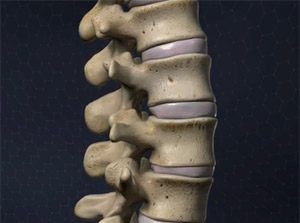 Anatomy of the Spine